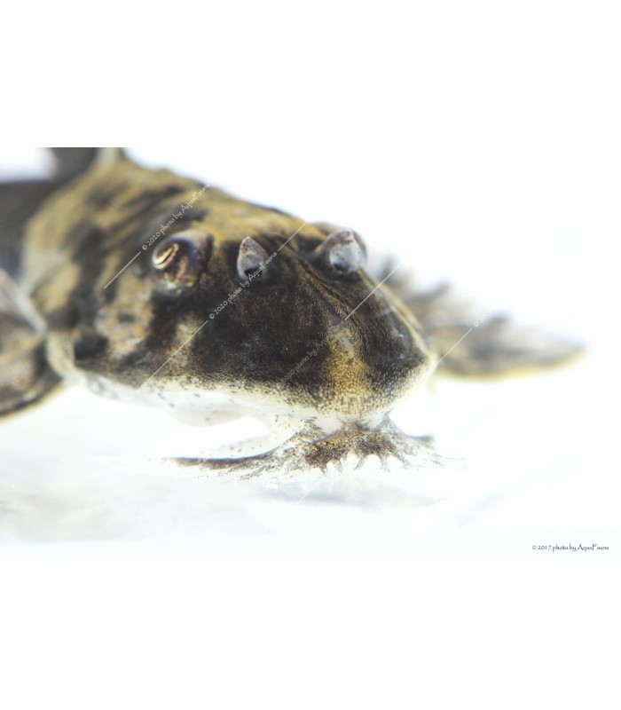 Loricaria simillima - Panda lorikária