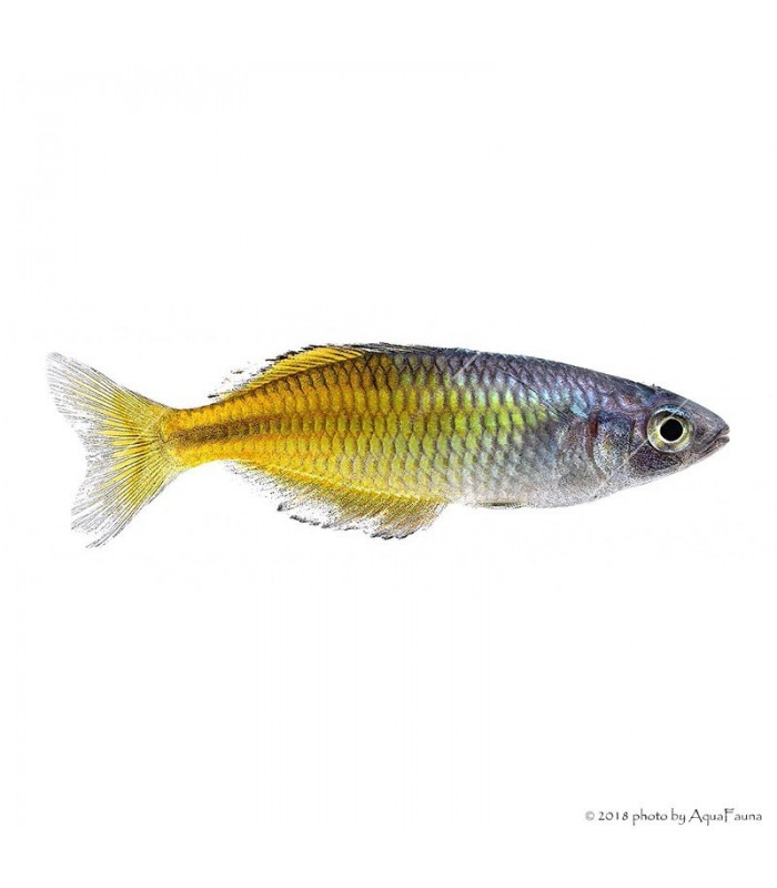 Melanotaenia boesemani - Bosemani kalászhal