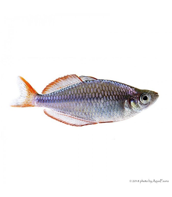 Melanotaenia praecox - Neonkalászhal