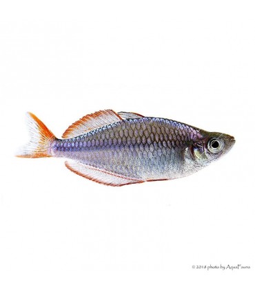 Melanotaenia praecox - Neonkalászhal