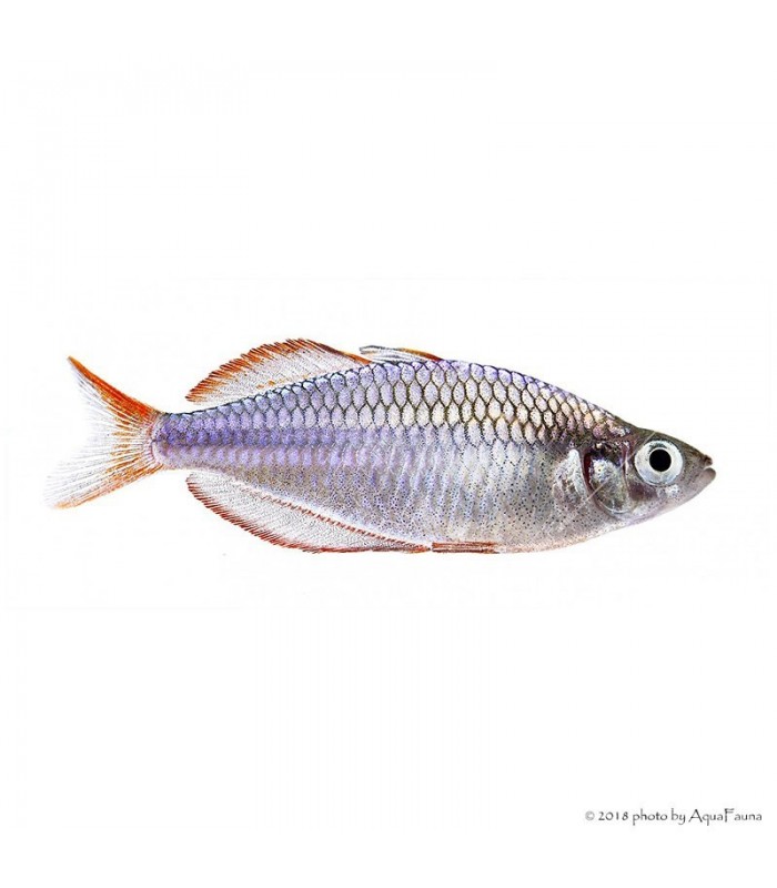 Melanotaenia praecox - Neonkalászhal