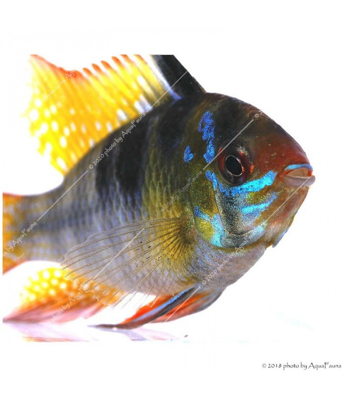 Mikrogeophagus ramirezi - Pillangó tarkasügér