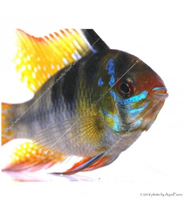 Mikrogeophagus ramirezi - Pillangó tarkasügér