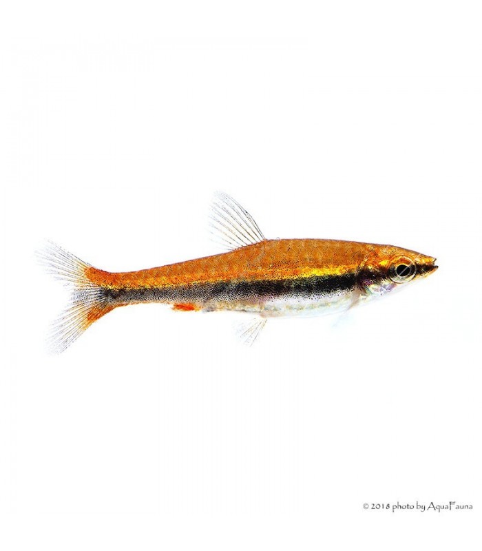 Nannostomus beckfordi - Díszes törpeszájú hal