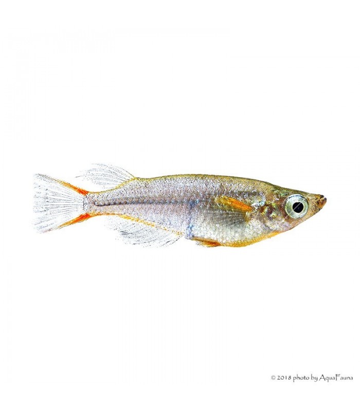 Oryzias woworae - Rizshal