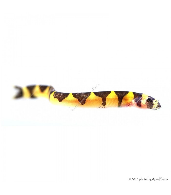 Pangio kuhlii - kuli-kuli