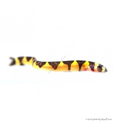 Pangio kuhlii - kuli-kuli