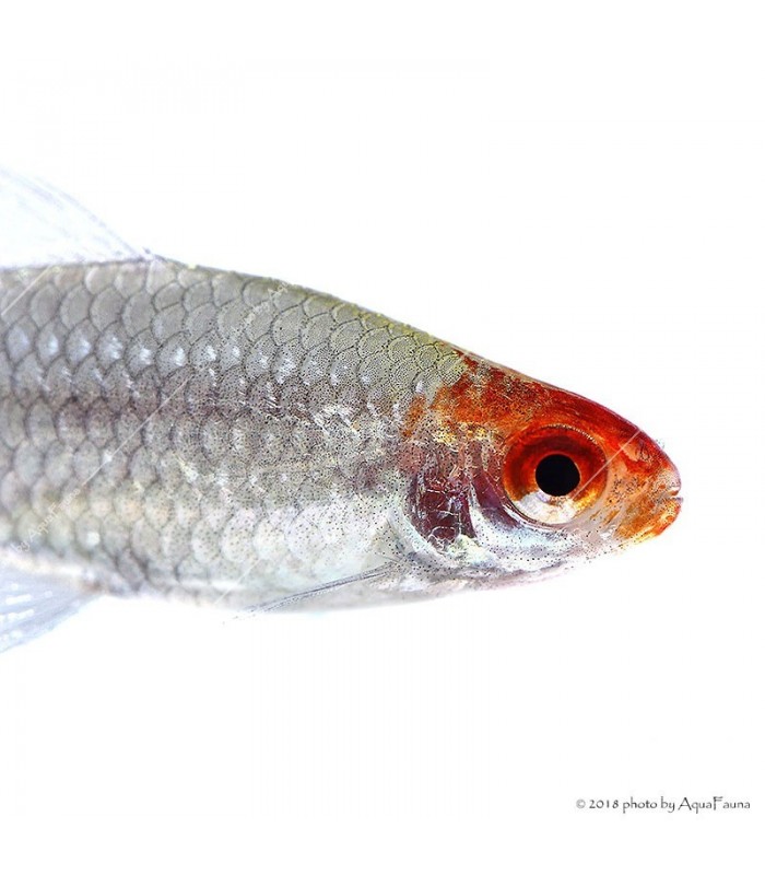 Petitella georgiae - Vörösorrú pontylazac