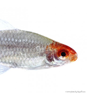 Petitella georgiae - Vörösorrú pontylazac