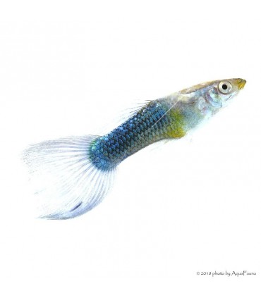 Poecilia reticulata - Guppy