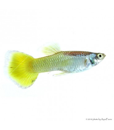 Poecilia reticulata - Guppy