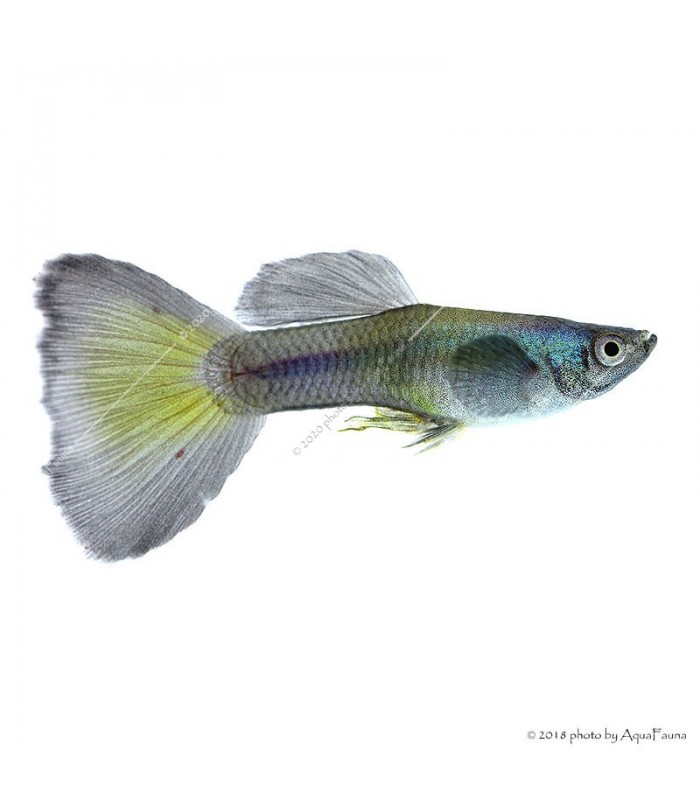 Poecilia reticulata - Guppy
