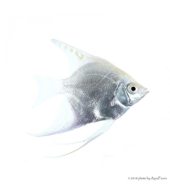 Pterophyllum scalare - Platina vitorlás