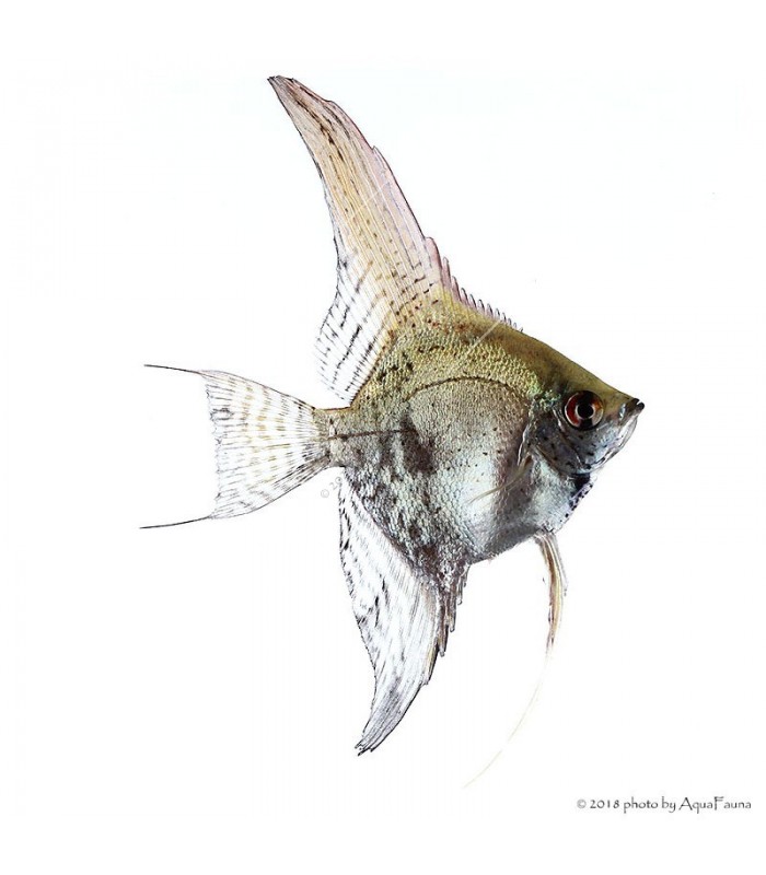 Pterophyllum scalare - Vitorláshal