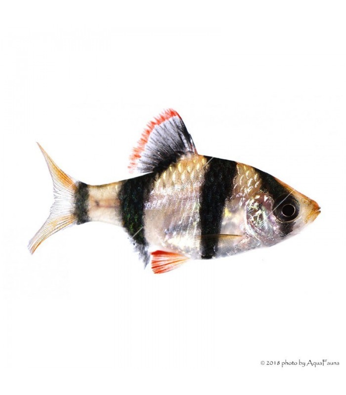 Puntigrus tetrazona - Szumátrai díszmárna