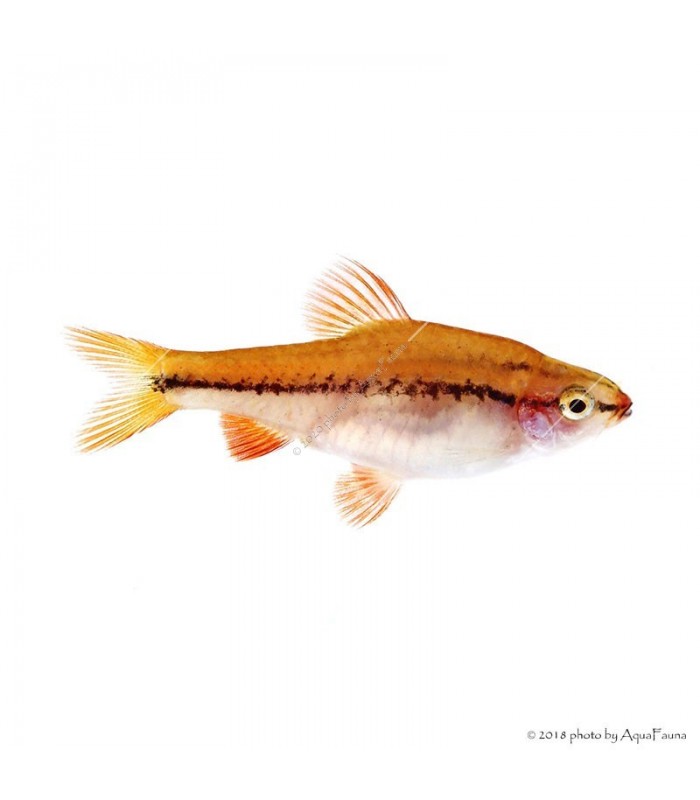 Puntius titteya - Vörös karcsú díszmárna