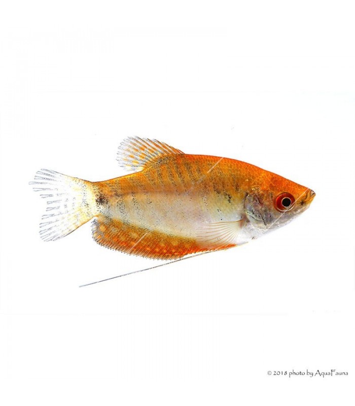 Trichogaster trichopterus sp. - Arany gurámi