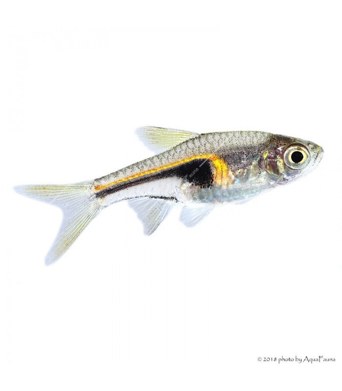 Trigonostigma hengeli - Izzófényű razbóra