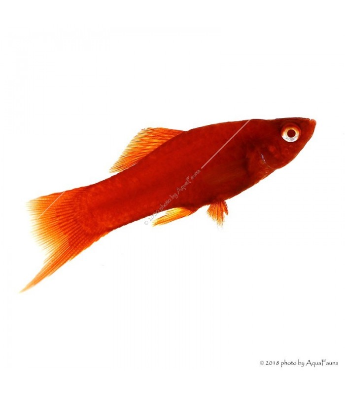 Xiphophorus helleri sp. - Bécsi xipho