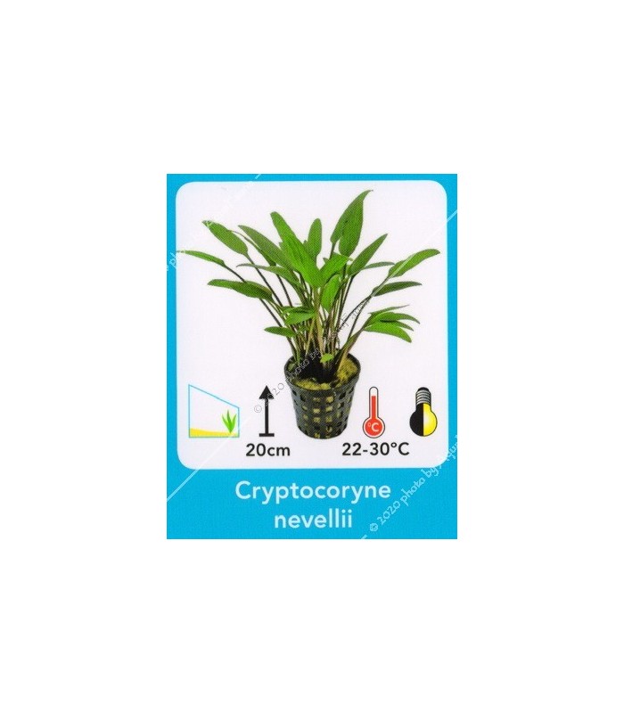 Cryptocoryne nevelli