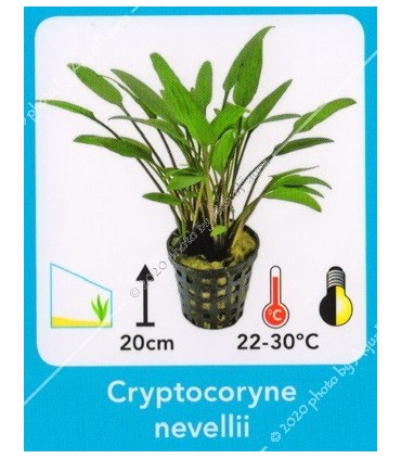 Cryptocoryne nevelli