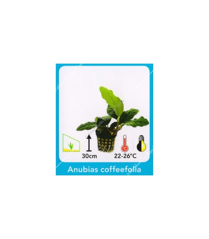 Anubias coffeefolia