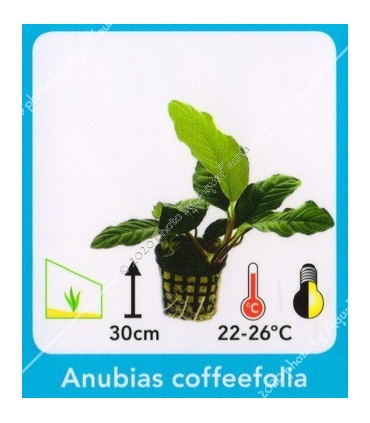 Anubias coffeefolia