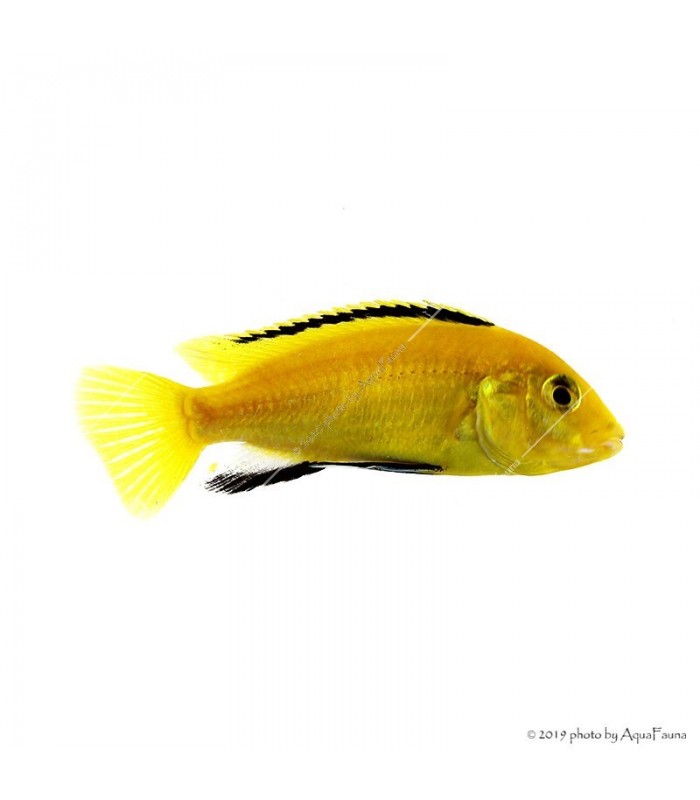 Labidochromis caeruleus yellow - Aranysügér