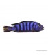 Pseudotropheus demasoni