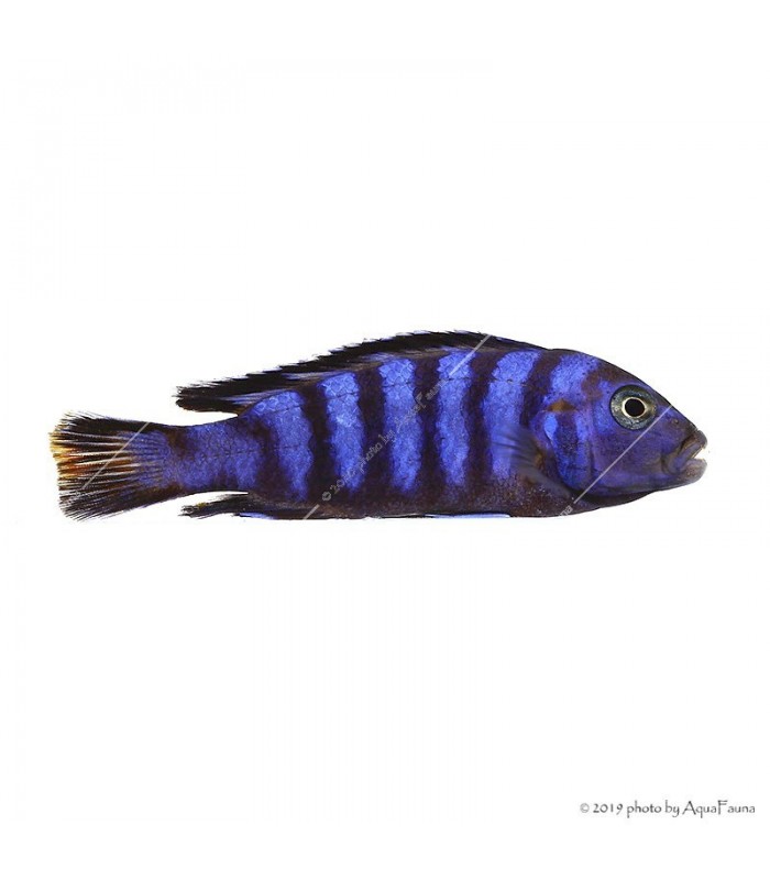 Pseudotropheus demasoni