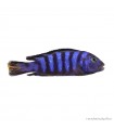 Pseudotropheus demasoni