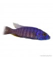 Sciaenochromis ahli fryeri - Kék nyílsügér (Electric Blue)