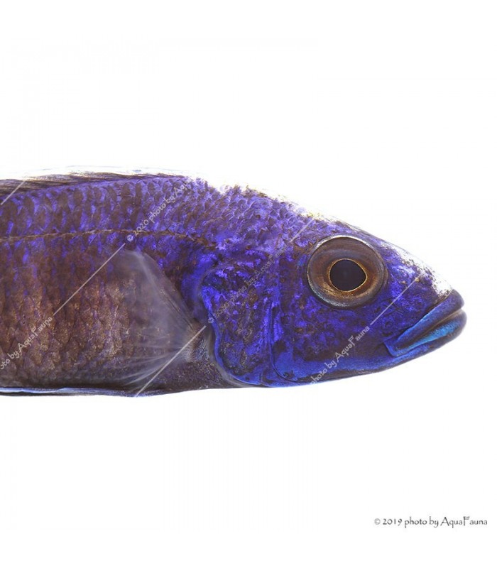 Sciaenochromis ahli fryeri - Kék nyílsügér (Electric Blue)