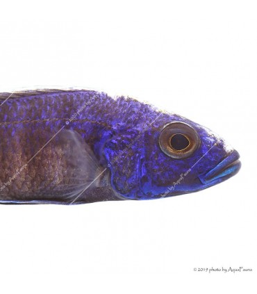 Sciaenochromis ahli fryeri - Kék nyílsügér (Electric Blue)