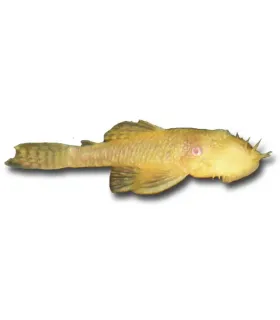Ancistrus sp. - albino anci
