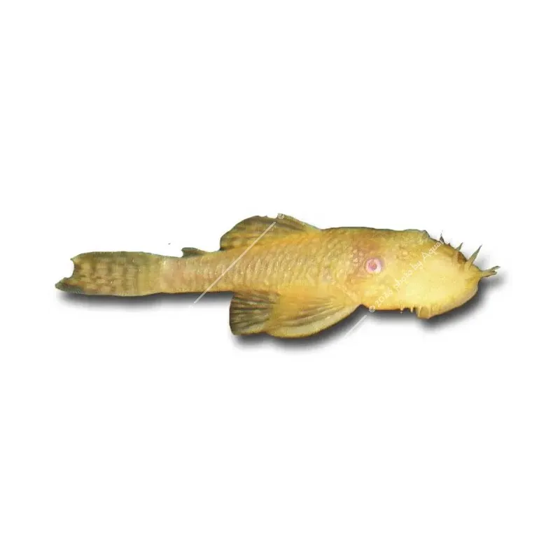 Ancistrus sp. - albino anci