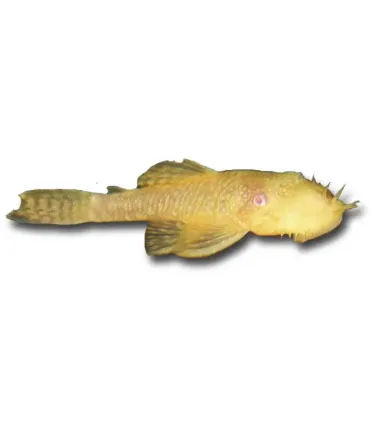 Ancistrus sp. - albino anci