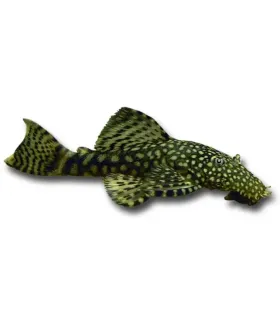 Ancistrus sp. M (6-8 cm)