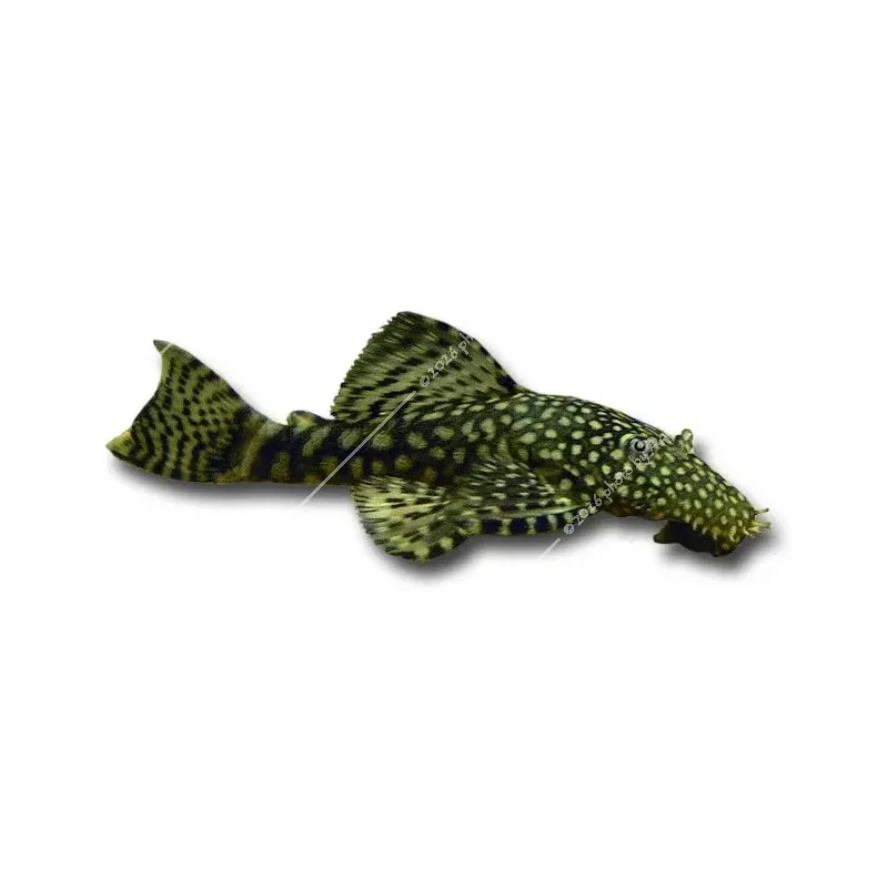 Ancistrus sp. M (6-8 cm)