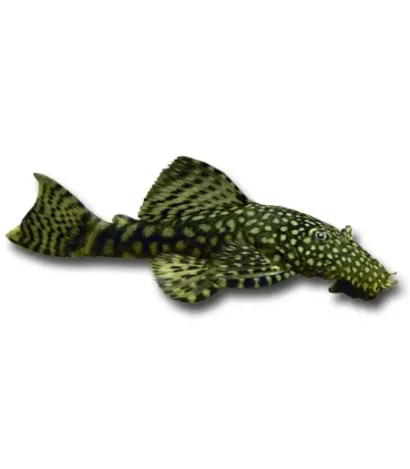 Ancistrus sp. M (6-8 cm)