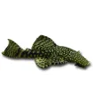 Ancistrus sp. M (6-8 cm)