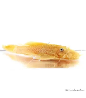 L144 - Ancistrus sp.