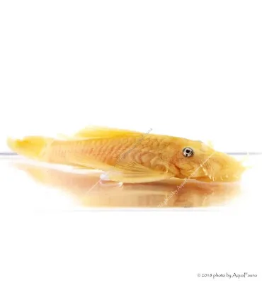 L144 - Ancistrus sp.