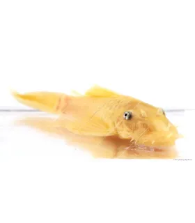 L144 - Ancistrus sp.