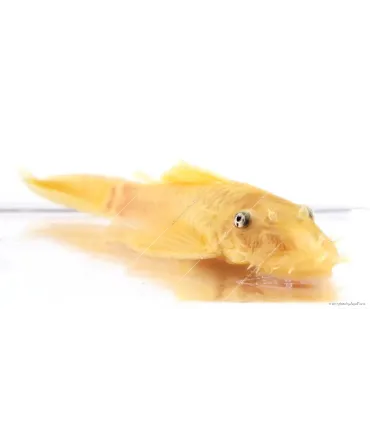 L144 - Ancistrus sp.