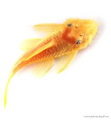 L144 - Ancistrus sp.