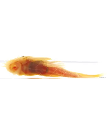 L144 - Ancistrus sp.