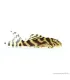 L333 - Hypancistrus sp. 4-6 cm