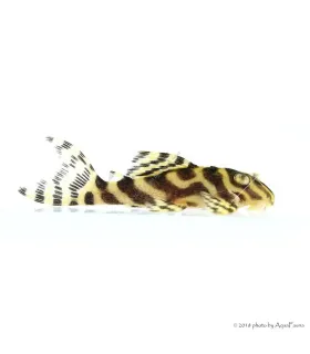 L333 - Hypancistrus sp. 4-6 cm