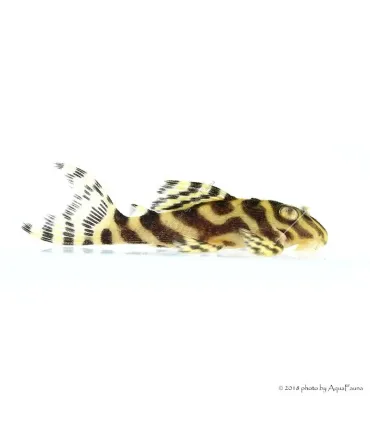 L333 - Hypancistrus sp. 4-6 cm
